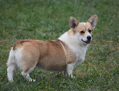 Étalon Welsh Corgi Pembroke - mistycor Yashma giving confidence alias deedee