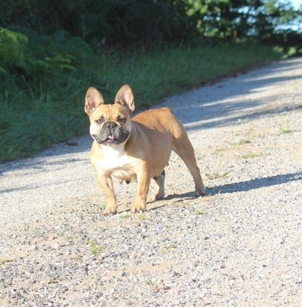 Sookie des Seigneurs de l'Odyssée