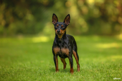 Étalon Pinscher nain - Selfy De la Maison d'Este