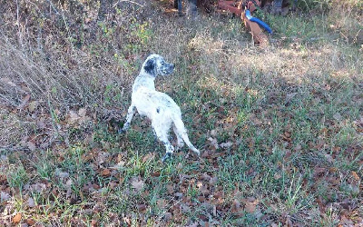 Étalon Setter Anglais - Usko Des Monts De Guyenne