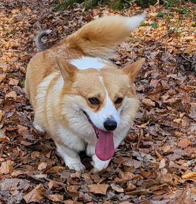 Étalon Welsh Corgi Pembroke - Sybelle de la Clairiere aux Cerfs