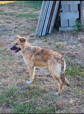 Étalon Border Collie - Taoni du Paradis des P'tits Cracks