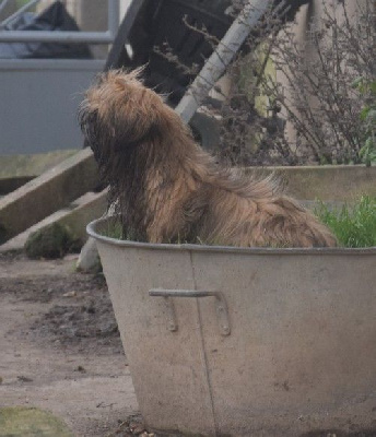 Étalon Shih Tzu - Tacos dit tchoubaka (Sans Affixe)