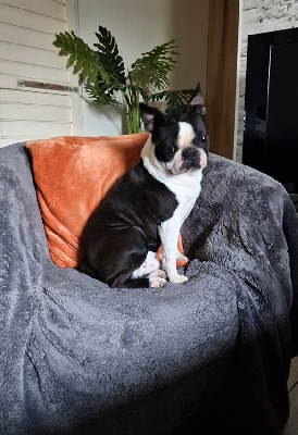 Étalon Boston Terrier - Régovax of Cuddle and Beauty