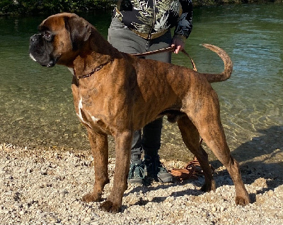 Étalon Boxer - New king braveheart du Tuc de la Perdrix