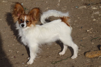 Étalon Epagneul nain Continental (Papillon) - Touch the sky Du Royaume Des Licornes