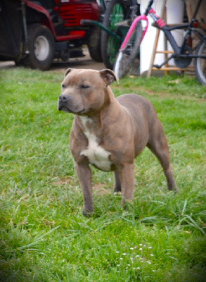 Étalon Staffordshire Bull Terrier - Shatta of caribbeans dog's