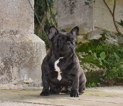 Étalon Bouledogue français - Truffa nova elena du Chevalier Gascon