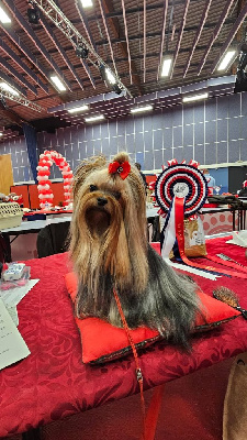 Étalon Yorkshire Terrier - CH. paradise collection Stradivari