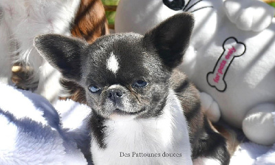 Étalon Chihuahua - Miloshka Astra vitus