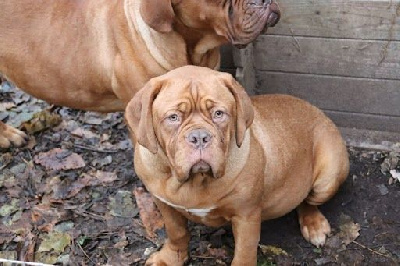 Étalon Dogue de Bordeaux - Ukke mochis De La Forêt Des Deesses