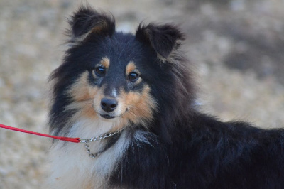 Étalon Shetland Sheepdog - Vanora Jone's Umy