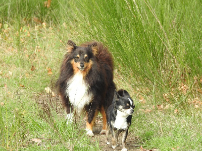 Étalon Shetland Sheepdog - Ruben des terres de bourguenailles