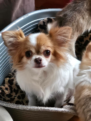Étalon Chihuahua - Prunelle Des Petites Brindilles