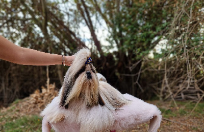 Étalon Shih Tzu - CH. Teenangel Trouble maker