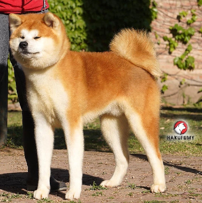 Hyozan japanese hot sale akitas