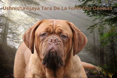 Étalon Dogue de Bordeaux - Ushnishavijaya tara De La Forêt Des Deesses