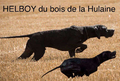 Étalon Pointer - Helboy du bois de la Hulaine