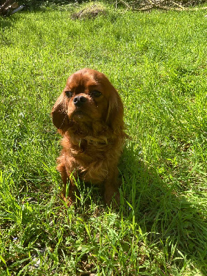 Étalon Cavalier King Charles Spaniel - Sunshine du mont d'amour