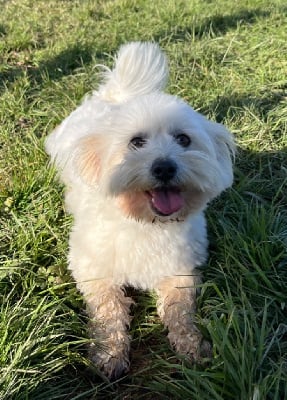 Étalon Coton de Tulear - Solution des vents d'océan