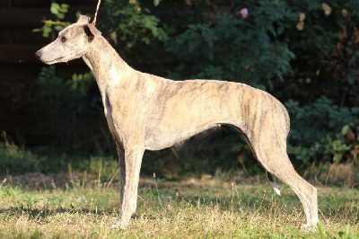 Étalon Whippet - Sex symbol Of Royal Fragrance