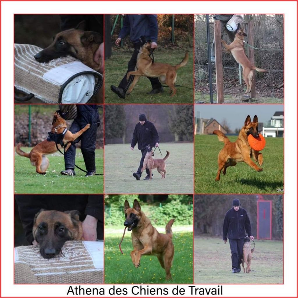 Athéna des chiens de travail