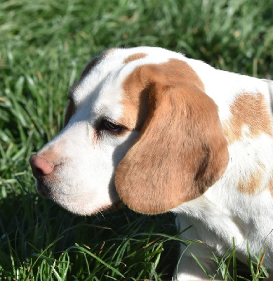 Étalon Beagle - Tara de la vallée du grand loup