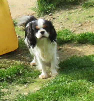 Étalon Cavalier King Charles Spaniel - Ugolyne de la maison du ryez