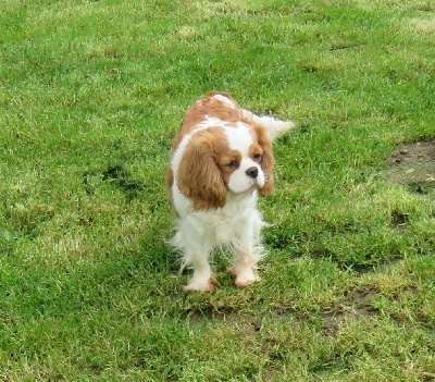 Étalon Cavalier King Charles Spaniel - Royal de la maison du ryez