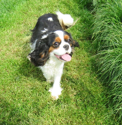 Étalon Cavalier King Charles Spaniel - U'tennessee de la maison du ryez