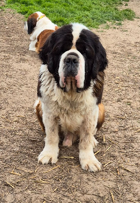 Étalon Chien du Saint-Bernard - hozjain taygi Enko