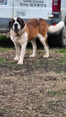 Étalon Chien du Saint-Bernard - Saphir Du Missy's Ranch