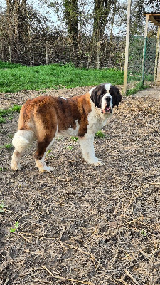 Étalon Chien du Saint-Bernard - hozjain taygi Taissa