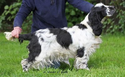 Étalon English Springer Spaniel - Reine esmee in Shade of Pure