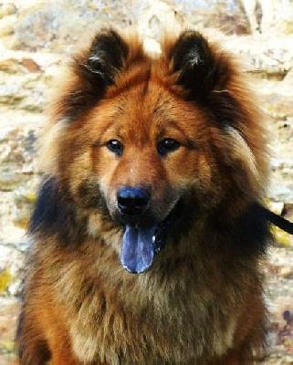 Étalon Eurasier - Siruis De La Source Des Rochettes