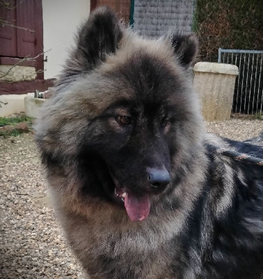 Étalon Eurasier - The figurehead la riviere des aulnes