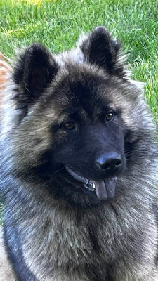 Étalon Eurasier - Ulanka des Sables d'Olympe