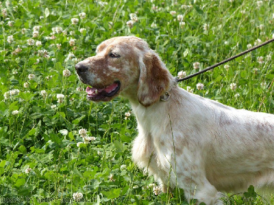 Étalon Setter Anglais - TR. Osee De Roch Kirio