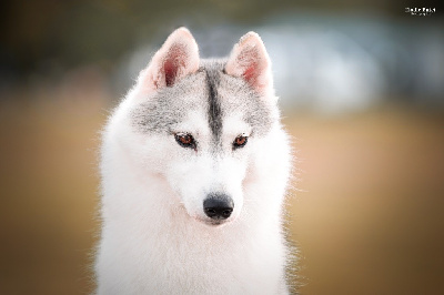 Étalon Siberian Husky - CH. Havana della contea del nord