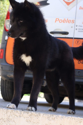 Étalon Siberian Husky - Mystic Winner Tiffani dit moon