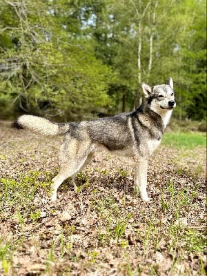 Étalon Siberian Husky - Kadee wolf anana amarok