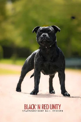 Étalon Staffordshire Bull Terrier - Black'n Red Unity U'll never walk alone