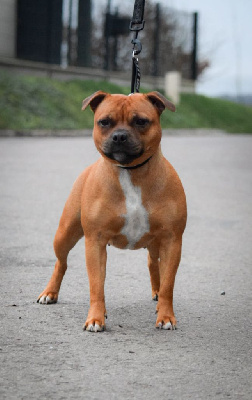 Étalon Staffordshire Bull Terrier - Randi le bouclier De La Terre Des Vikings