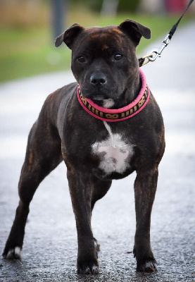 Étalon Staffordshire Bull Terrier - Thilda la guerrière De La Terre Des Vikings