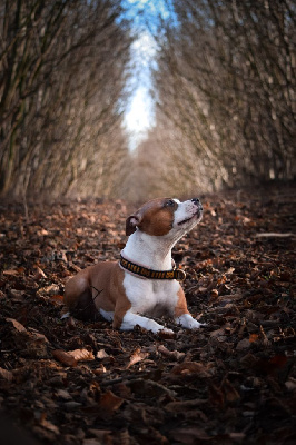 Étalon Staffordshire Bull Terrier - Princesse lagertha De La Terre Des Vikings