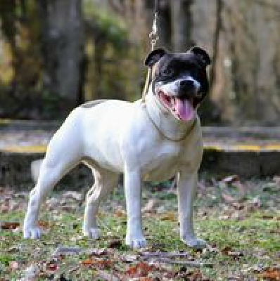 Étalon Staffordshire Bull Terrier - Spagna Von melkev kamp