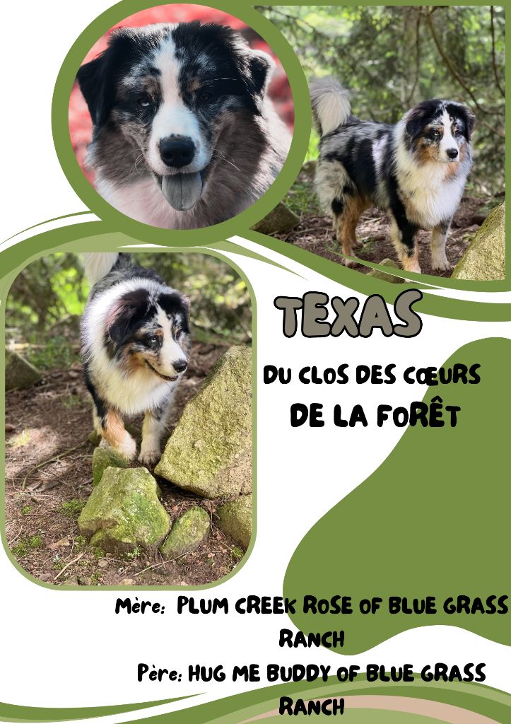 Publication : du clos des coeurs de la foret Auteur : Sophie VANACKERE