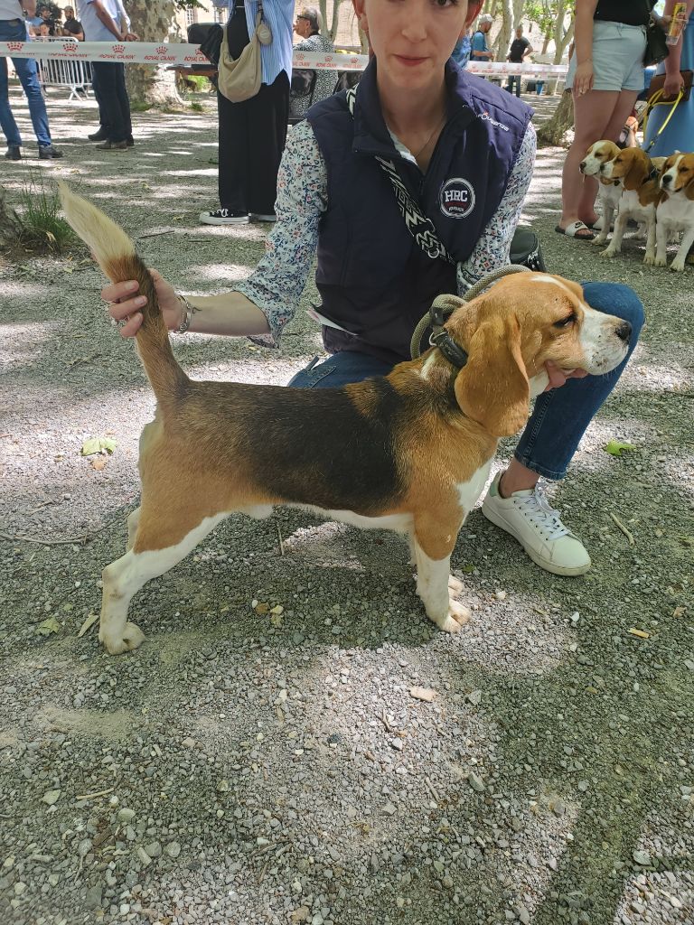 Roucky De La Terrible Menée