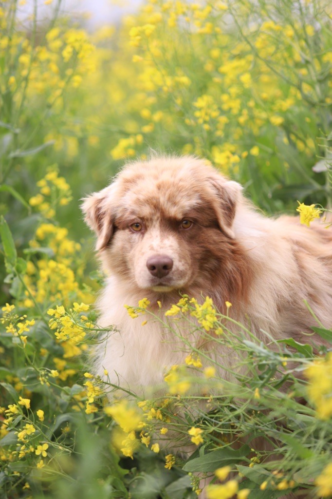 Still missing you - baloo of Cree's River