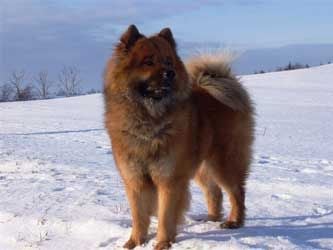 eurasier-huset Aslak